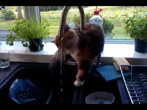 Marley mad cat's obsession with water, drinking from the tap. Marley mad cat's obsession with water, drinking from the tap.