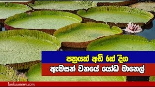 පත්‍රයක් අඩි 6ක් දින ඇමසන් වනයේ යෝධ මානෙල් - Amazon giant Lilly