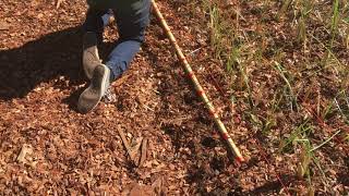 Planting out Vetiver slips in our Plantation