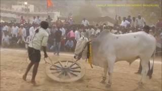 2017 Yaganti Bulls Show - Special Show By Narsappa, Devabetta(V), Yemmiganoor (M), Kurnool Dist