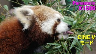 旭山動物園 レッサーパンダ 👅  2021年5月4日