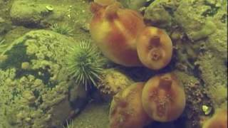 Filter Feeders