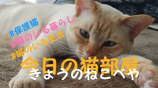 今日の猫部屋♡#保護猫 #猫のいる暮らし#猫のいる生活  @猫の子うーちゃんねる-m5x