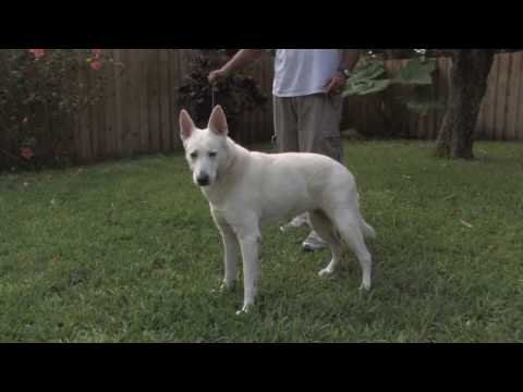 Dog Training & Care : Older Dog Potty Training Dog Training & Care : Older Dog Potty Training