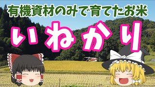 有機資材だけを使ったお米の稲刈りが無事終了しました。目標達成～！（品種：くまさんの輝き）