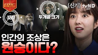 [#벌거벗은세계사] 인간의 조상은 정말 원숭이가 맞을까?🐒 인간과 유인원의 차이점 | #티전드