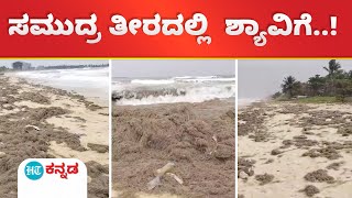 Udupi: ಉಡುಪಿ ಜಿಲ್ಲೆಯ ಕಡಲ ಕಿನಾರೆಯಲ್ಲಿ ರಾಶಿ ರಾಶಿ ಕಳೆ;ದಡದ ತುಂಬೆಲ್ಲಾ ಅಚ್ಚರಿಯ ಶ್ಯಾವಿಗೆ ಮಾದರಿಯ ಸಮುದ್ರ ಪಾಚಿ