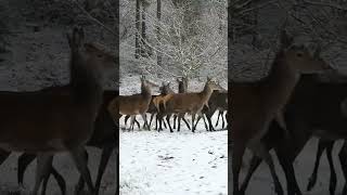 Herd of deers in the snow! ❄️