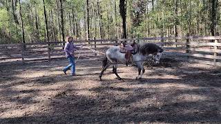 Andalusian stallion named Ghost day 14