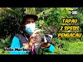 MERBUK KAMPUNG - C Buntat Kembali Di Laman | TAPAU 2 Spesis PENGACAU