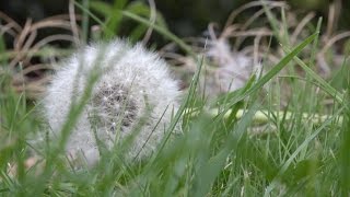 Wanneer ga je onkruid te lijf in je tuin? In september en oktober.