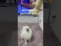 待つこともしつけられるポメラニアン #ペット #youtubeshorts #犬 #ポメラニアン #shorts #かくれんぼ