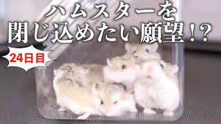 【ロボロフスキーハムスター赤ちゃん24日目】飼い主の狭い所に閉じ込めたい願望が・・・