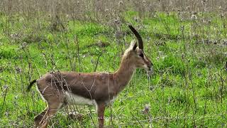 Mountain Gazelles herd