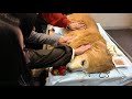 A day to say goodbye to your beloved family. Thank you so far. 【Golden Retriever japan】