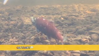 Kokanee return to Mission Creek