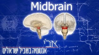 הסבר על ה-Midbrain