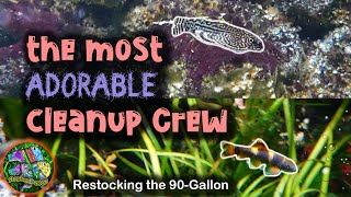 BEST algae cleanup crew + bonus fish song! Panda Garra and Reticulated Hillstream Loach