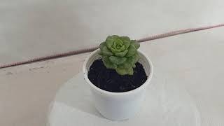 SKU - Succul01 , Echeveria Rolly (Sedeveria Rolly) Succulent Plant