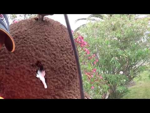 How to inspect trees for termites and how to treat them for termites How to inspect trees for termites and how to treat them for termites
