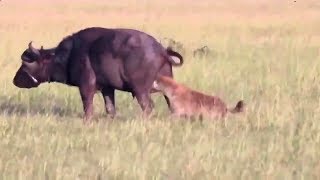 Eaten alive. Hunting Hyenas on a Buffalo