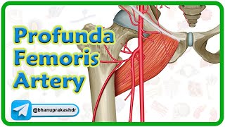 Profunda Femoris Artery Anatomy Animation : USMLE Step 1 Review