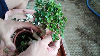 ニオイカエデ３号（日々の手入れ）_Premna japonica(N0.3)Daily care_Nov2018_BONSAI盆栽