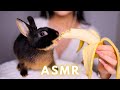 ASMR BUNNY LOVES BANANA