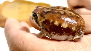 飼い主の手の上でゴロゴロするアメフクラガエル A rain frog relaxing in the hands of its owner