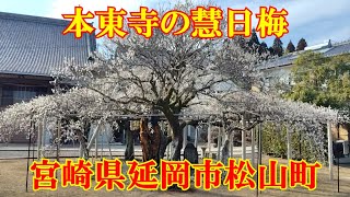 本東寺の慧日梅　宮崎県延岡市松山町