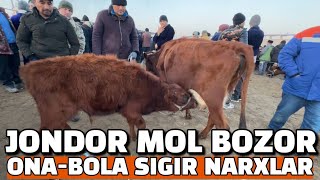 BUXORO JONDOR MOL BOZOR 19.01.2025/ ONA BOLA SIGIR NARXLAR