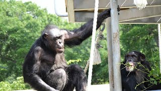 おやつをもらい損ねた寂しきチャコ（Lonely Chaco who didn't get a snack）　円山動物園　チンパンジー　202207