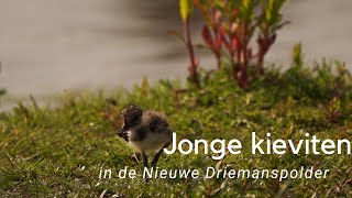 Jonge kieviten in de Nieuwe Driemanspolder #883