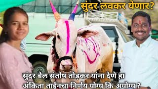 सुंदर बैल संतोष तोड़कर यांना देणार | निर्णय योग्य कि अयोग्य |#bailgada #ranjeetsirnimbalkarsir