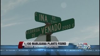 Arrests made in marijuana grow operation, more than 1000 marijuana plants discovered