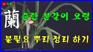 난초 분갈이시 불필요한 뿌리를 정리 하는 내용 입니다.