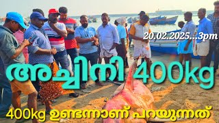 അച്ചിനി 400kg ഉണ്ടെന്നാണ് പറയുന്നത് 20.02.2025..3pm #kadalkara #vizhinjam #viralvideo