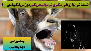 Human voice goat | انسانی آواز والی بکری | Amazing fact