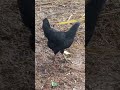 🤣🐔ஓனர் பொண்டாட்டி காலையில் இருந்து ஆள காணோம் 🐔🤣