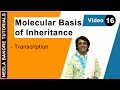 Molecular Basis of Inheritance  | NEET | Transcription | Neela Bakore Tutorials