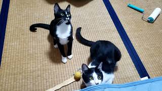 猫の反応速度はすごいと思える動画