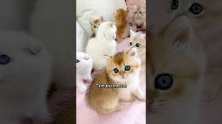 Это наверное у всех так, глаза открываешь , а они уже тут как тут 😂? #cat #кошки