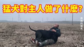 猛犬加納利居然這樣對主人，只有相互信任才能做到這樣吧