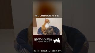 優しく妹猫を毛繕いする猫。 #Shorts