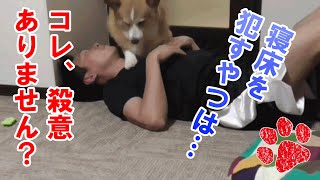 危険な愛犬との添い寝を試みたんだけど！？【コーギーチロ】