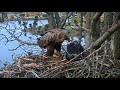 smola norway wte ~ that s a mouthful oldest eaglet tries to swallow big fish tail 6.1.19