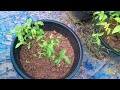 ಮಲ್ಲಿಗೆ ಕೃಷಿ .. jasmine cultivation...