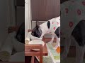 おはよう！メルの朝ごはん ボストンテリア ボステリ bostonterrier