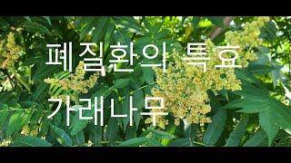 산야초  폐암,폐결핵등 폐에 특효인 약초나무  가래나무