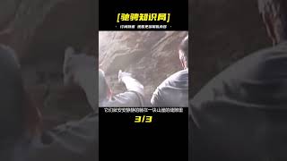 農民上山砍柴卻被嚇得腿軟，懸崖峭壁上驚現兩口與眾不同的懸棺 #古董 #開棺 #古墓 #考古發現 #考古